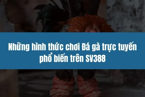 Những hình thức chơi Đá gà trực tuyến phổ biến trên SV388