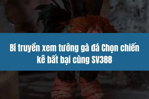 Bí truyền xem tướng gà đá Chọn chiến kê bất bại cùng SV388