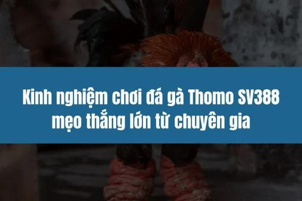 Kinh nghiệm chơi đá gà Thomo SV388 mẹo thắng lớn từ chuyên gia