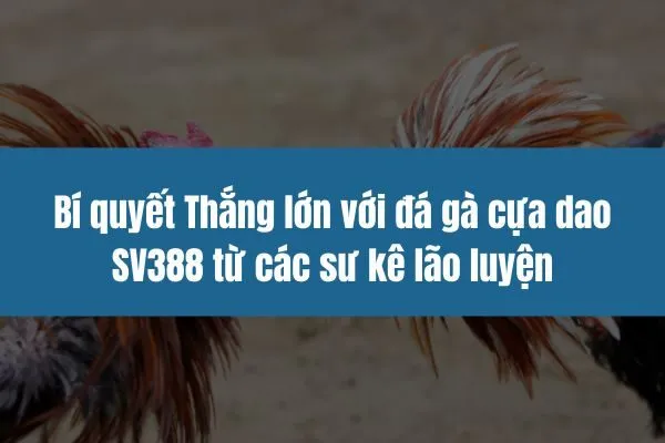 Bí quyết Thắng lớn với đá gà cựa dao SV388 từ các sư kê lão luyện