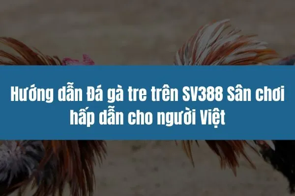 Hướng dẫn Đá gà tre trên SV388 Sân chơi hấp dẫn cho người Việt