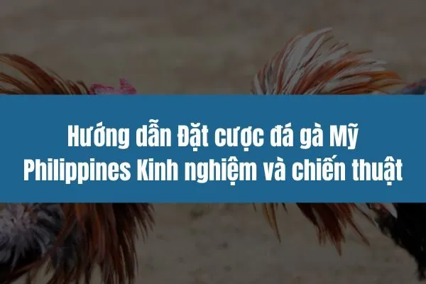 Hướng dẫn Đặt cược đá gà Mỹ Philippines Kinh nghiệm và chiến thuật