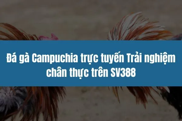 Đá gà Campuchia trực tuyến Trải nghiệm chân thực trên SV388