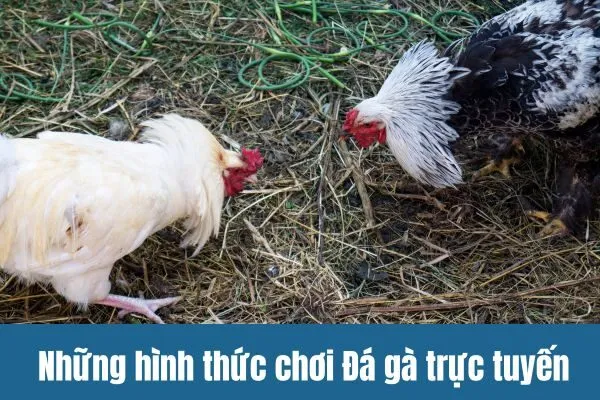 Những hình thức chơi Đá gà trực tuyến phổ biến trên SV388