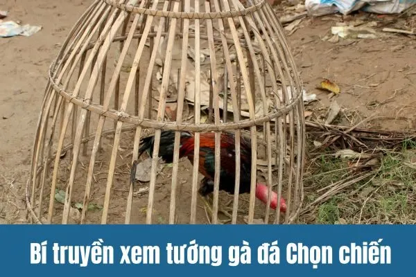 Bí truyền xem tướng gà đá Chọn chiến kê bất bại cùng SV388