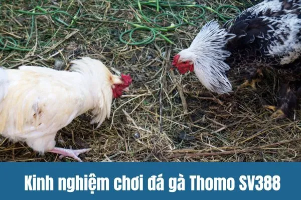 Kinh nghiệm chơi đá gà Thomo SV388 mẹo thắng lớn từ chuyên gia