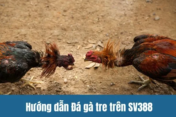 Hướng dẫn Đá gà tre trên SV388 Sân chơi hấp dẫn cho người Việt