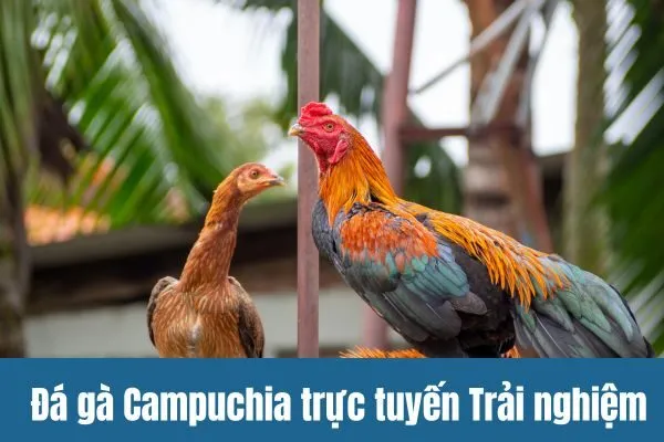 Đá gà Campuchia trực tuyến Trải nghiệm chân thực trên SV388