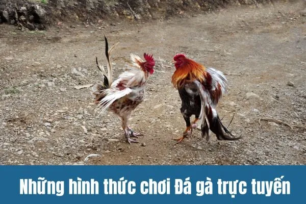 Những hình thức chơi Đá gà trực tuyến phổ biến trên SV388