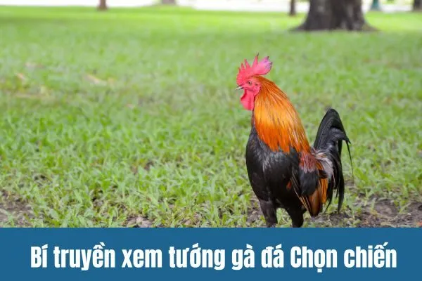 Bí truyền xem tướng gà đá Chọn chiến kê bất bại cùng SV388