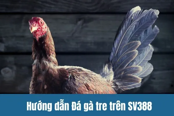 Hướng dẫn Đá gà tre trên SV388 Sân chơi hấp dẫn cho người Việt