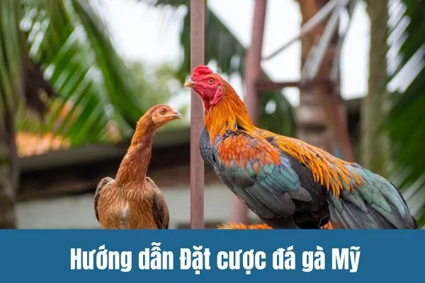 Hướng dẫn Đặt cược đá gà Mỹ Philippines Kinh nghiệm và chiến thuật