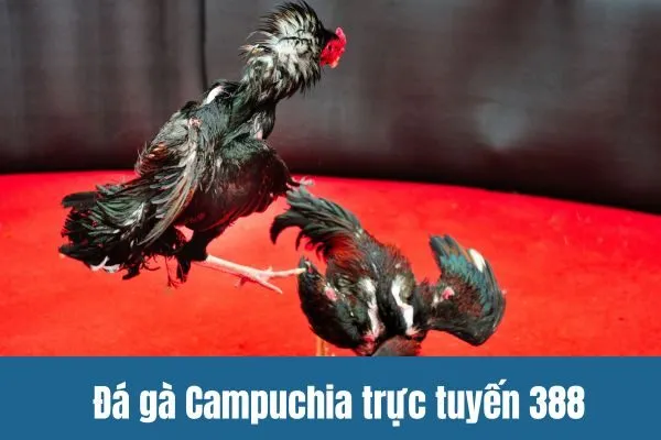 Đá gà Campuchia trực tuyến Trải nghiệm chân thực trên SV388