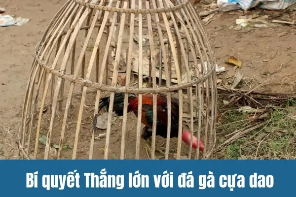 Bí quyết Thắng lớn với đá gà cựa dao SV388 từ các sư kê lão luyện