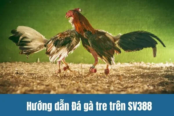 Hướng dẫn Đá gà tre trên SV388 Sân chơi hấp dẫn cho người Việt