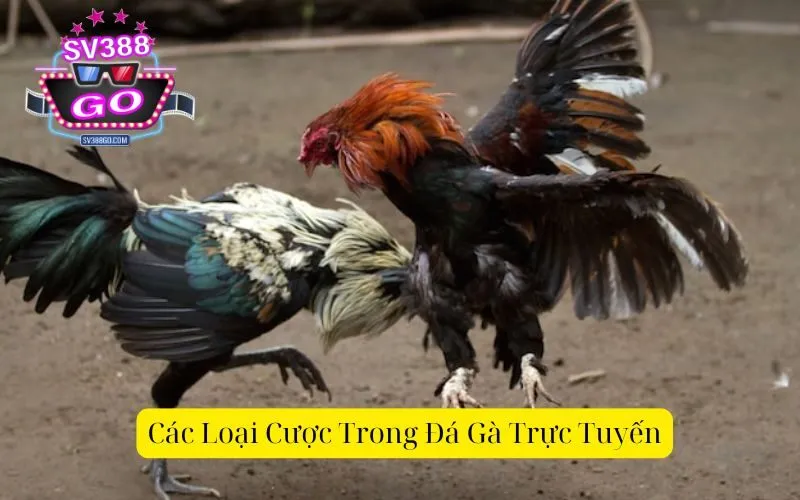 Các Loại Cược Trong Đá Gà Trực Tuyến