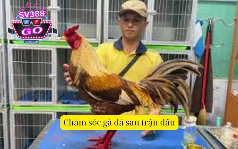 Chăm sóc gà đá sau trận đấu