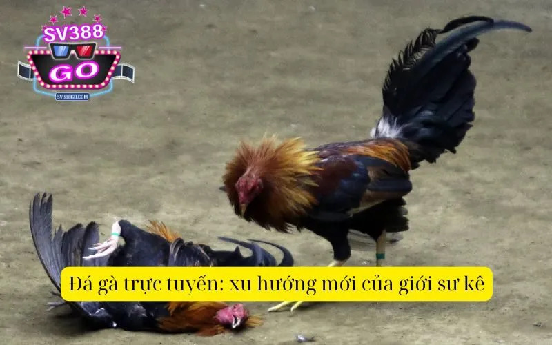 Đá gà trực tuyến: xu hướng mới của giới sư kê