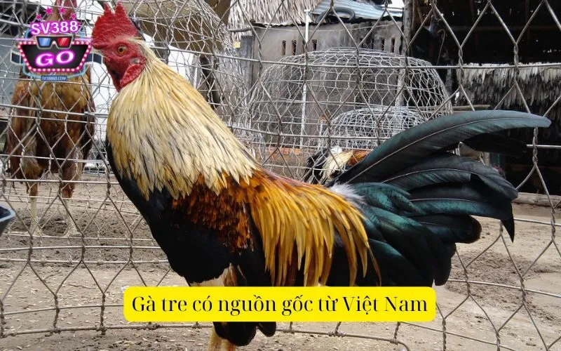 Gà tre có nguồn gốc từ Việt Nam