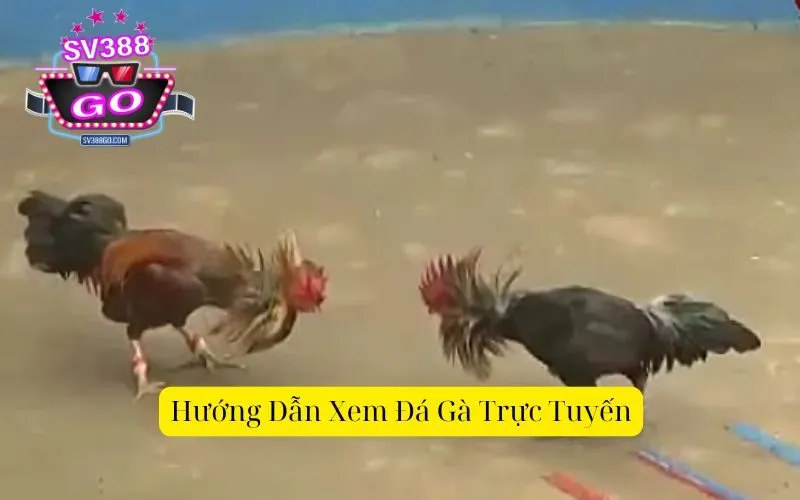 Hướng Dẫn Xem Đá Gà Trực Tuyến