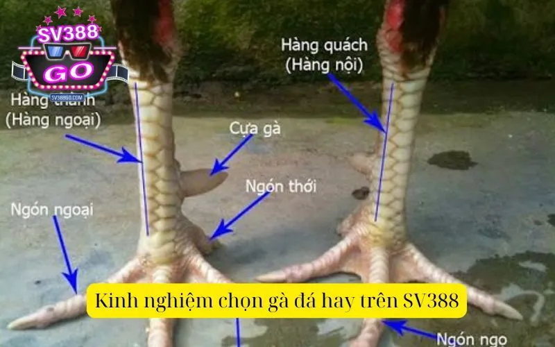 Kinh nghiệm lựa chọn gà đá hay trên SV388