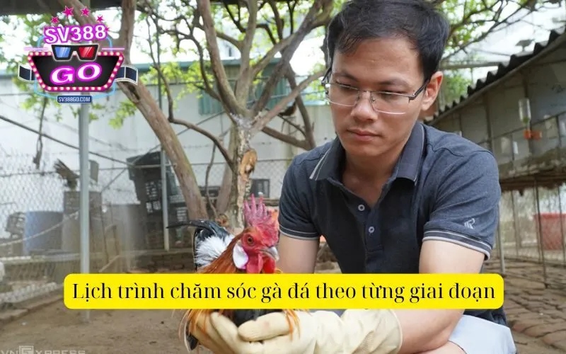 Lịch trình chăm sóc gà đá theo từng giai đoạn