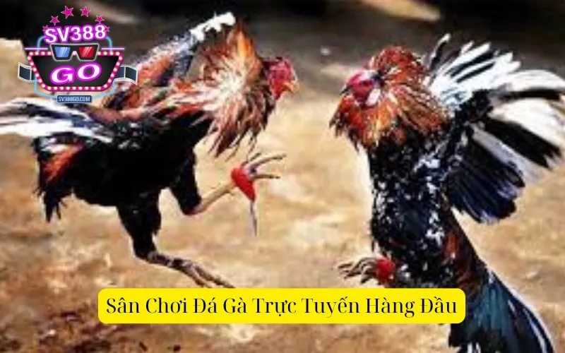 Sân Chơi Đá Gà Trực Tuyến Hàng Đầu