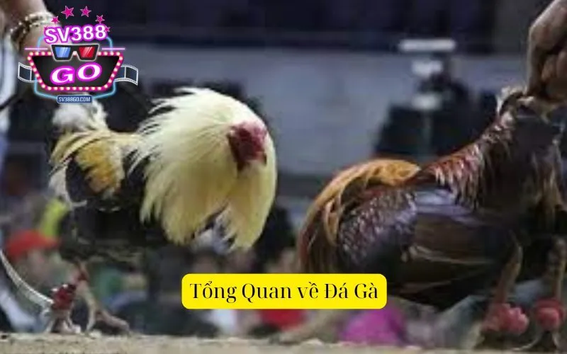 Tổng Quan về Đá Gà