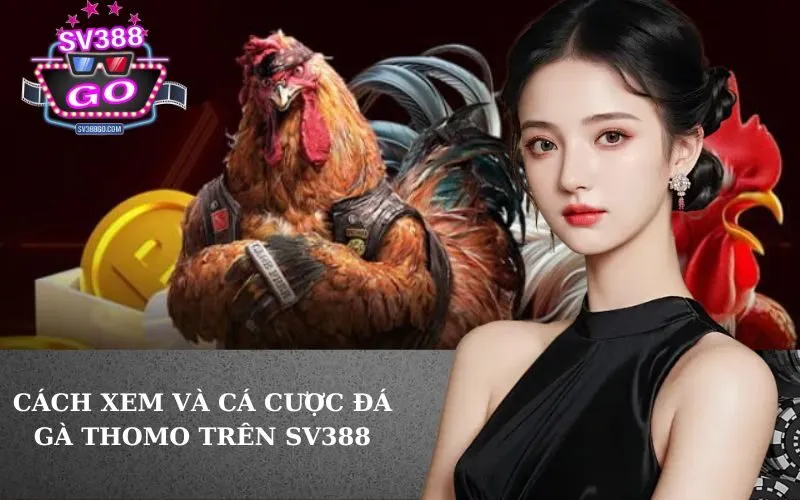 Cách Xem Và Cá Cược Đá Gà Thomo Trên SV388