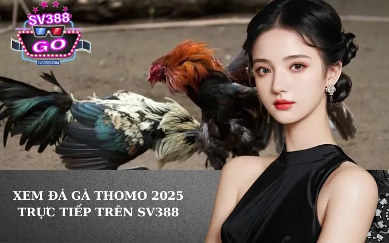 Xem Đá Gà Thomo 2025 Trực Tiếp Trên SV388